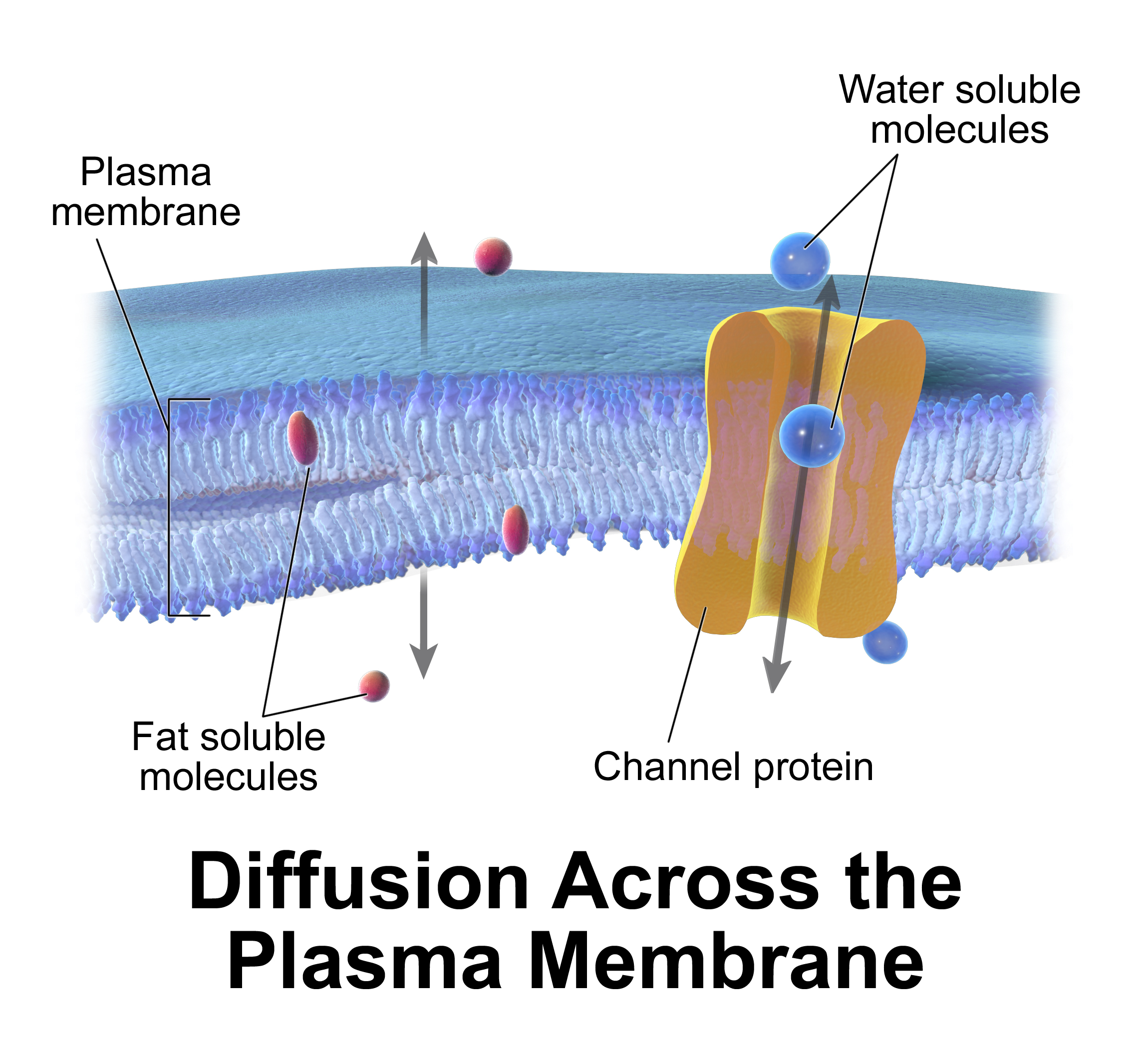 cellular-transport