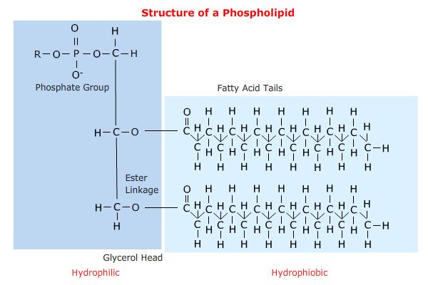 Structure Of Phospholipids Structure Of Phospholipids
